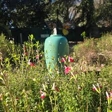 Attēlu rezultāti vaicājumam “Diachea muscorum stalked”