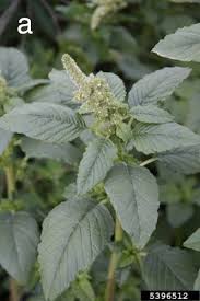 Attēlu rezultāti vaicājumam “Amaranthus retroflexus leaf”