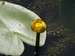 Attēlu rezultāti vaicājumam “Nuphar lutea”