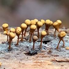 Attēlu rezultāti vaicājumam “Hemitrichia clavata stalked”