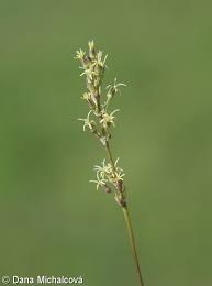 Attēlu rezultāti vaicājumam “Silene otites”