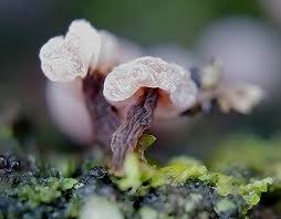 Attēlu rezultāti vaicājumam “Colloderma oculatum macro”