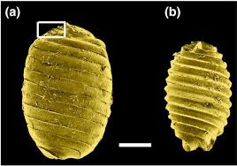 Attēlu rezultāti vaicājumam “Chara globularis”