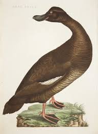 Attēlu rezultāti vaicājumam “Melanitta fusca”