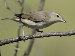 Attēlu rezultāti vaicājumam “Sylvia borin adult”