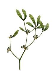 Attēlu rezultāti vaicājumam “Viscum album fruit”