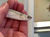 Image result for Liza ramada