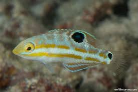 Image result for Halichoeres radiatus