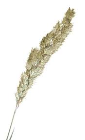 Attēlu rezultāti vaicājumam “Phalaroides arundinacea”