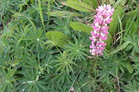 Image result for Lupinus polyphyllus Lindl.
