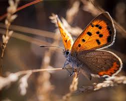 Attēlu rezultāti vaicājumam “Lycaena phlaeas male”