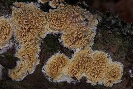 Attēlu rezultāti vaicājumam “Basidioradulum radula”