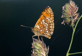 Attēlu rezultāti vaicājumam “Mellicta athalia upperside”