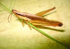 Attēlu rezultāti vaicājumam “Entomophaga grylli”