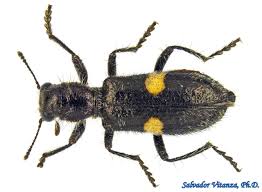 Attēlu rezultāti vaicājumam “Cleridae”