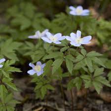 Attēlu rezultāti vaicājumam “Anemone nemorosa”