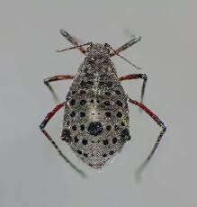 Attēlu rezultāti vaicājumam “Aphodius sp. imago”