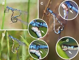 Attēlu rezultāti vaicājumam “Enallagma cyathigerum male”