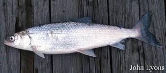 Image result for Coregonus oxyrinchus