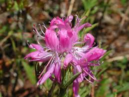 Attēlu rezultāti vaicājumam “Rhododendron canadense flower”