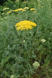 Image result for Achillea filipendulina