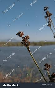 Attēlu rezultāti vaicājumam “Cladium mariscus flower”