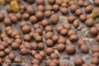 Attēlu rezultāti vaicājumam “Perichaena corticalis”