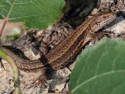 Attēlu rezultāti vaicājumam “Lacerta vivipara”