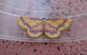 Attēlu rezultāti vaicājumam “Idaea muricata”