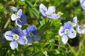 Attēlu rezultāti vaicājumam “Veronica filiformis”