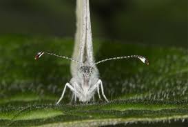 Attēlu rezultāti vaicājumam “Leptidea sinapis underside”