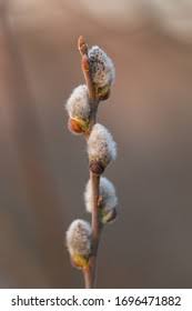 Attēlu rezultāti vaicājumam “Salix cinerea female flower”