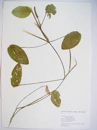 Attēlu rezultāti vaicājumam “Potamogeton natans leaf”