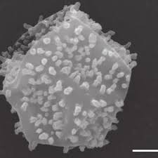Attēlu rezultāti vaicājumam “Physarum conglomeratum sessile”