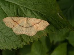 Attēlu rezultāti vaicājumam “Cyclophora punctaria”