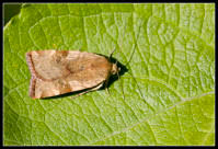 Attēlu rezultāti vaicājumam “Cryptocala chardinyi”