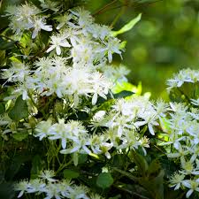 Attēlu rezultāti vaicājumam “Lathyrus latifolius flower”