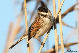 Attēlu rezultāti vaicājumam “Emberiza schoeniclus male”