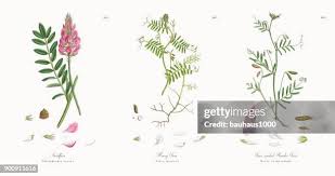 Attēlu rezultāti vaicājumam “Onobrychis arenaria fruit”