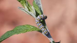 Attēlu rezultāti vaicājumam “Cucullia verbasci larva”