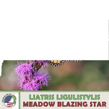 Image result for Helichrysum subulifolium