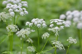 Attēlu rezultāti vaicājumam “Umbelliferae”
