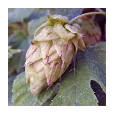 Attēlu rezultāti vaicājumam “Humulus lupulus bud”