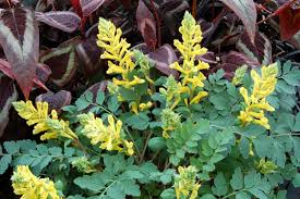 Attēlu rezultāti vaicājumam “Corydalis”