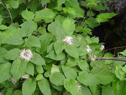 Attēlu rezultāti vaicājumam “Clematis leaf”