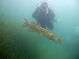 Image result for Aylesbury Ducks Sub Aqua Club