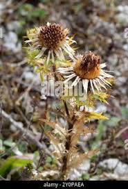 Attēlu rezultāti vaicājumam “Carlina vulgaris flower”