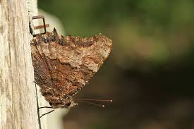 Attēlu rezultāti vaicājumam “Nymphalis polychloros underside”
