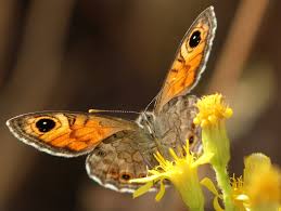 Attēlu rezultāti vaicājumam “Lasiommata maera”