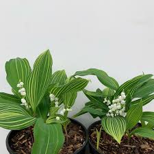 Attēlu rezultāti vaicājumam “Convallaria majalis”